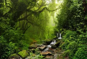 7x5ft Graceful Natural Scenery Backdrop Evergreen Forest Jungle Rock Flowing Mountain Stream Rainforest Photography Background Birthday Party Events Photo Studio Props