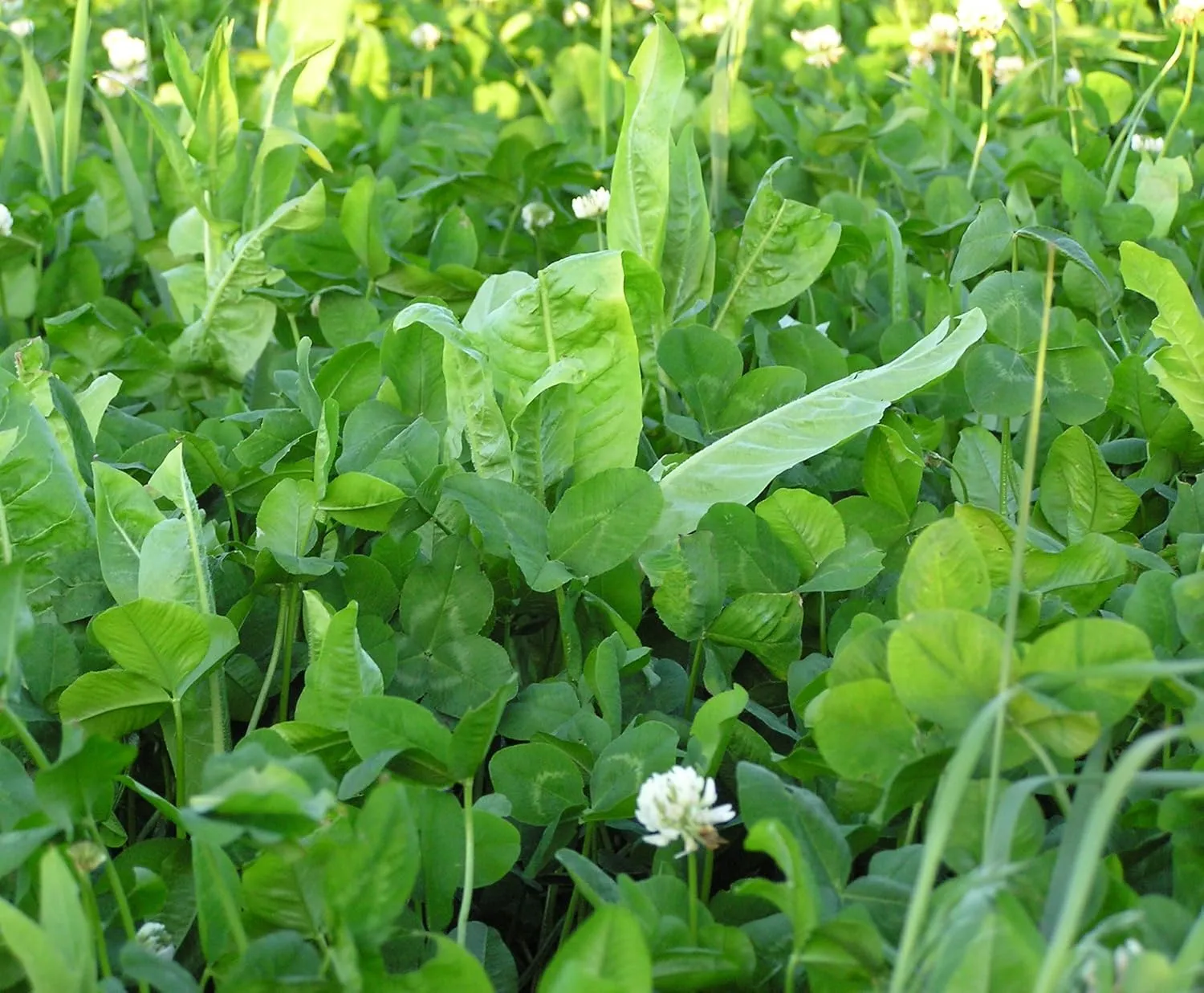 Whitetail Institute FUSION Deer Food Plot Seed for Spring or Fall Planting, Blend of Clover and Chicory for Maximum Deer Attraction, Heat, Cold and Drought Tolerant