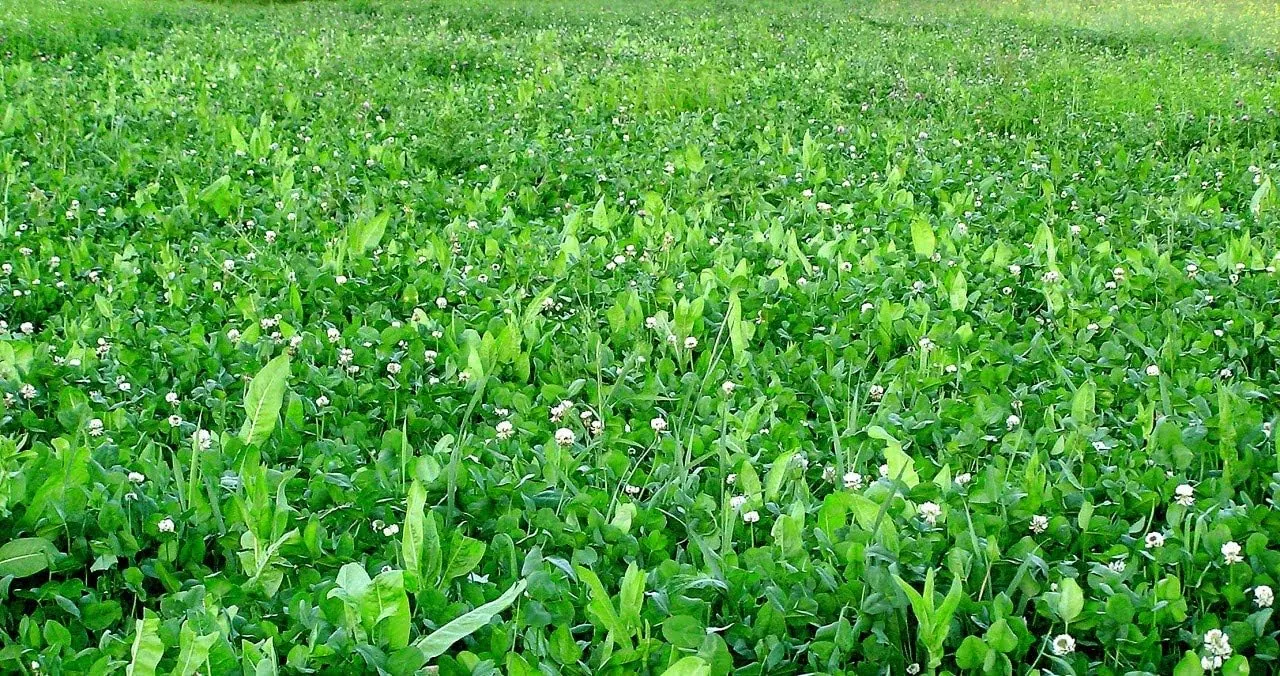 Whitetail Institute FUSION Deer Food Plot Seed for Spring or Fall Planting, Blend of Clover and Chicory for Maximum Deer Attraction, Heat, Cold and Drought Tolerant